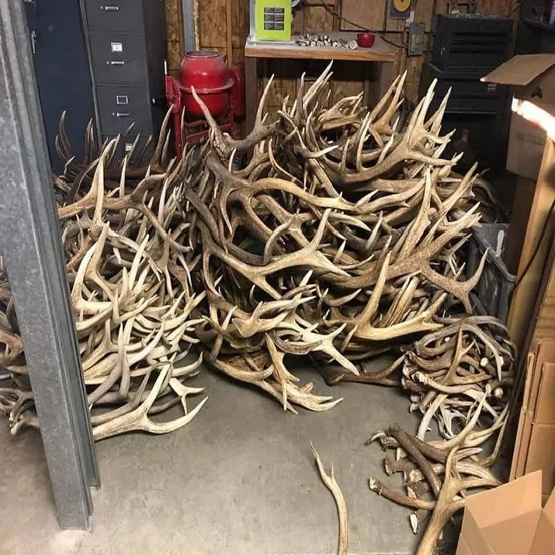 Deer Antlers Wholesale Pricing Best Deals for Bulk Orders High Quality Fast Shipping Available