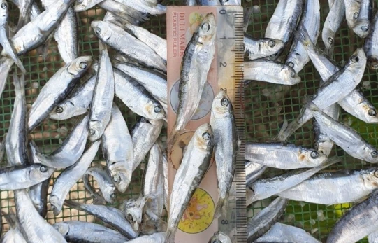 Best Dry Stock Fish Dry Stock Fish Head dried salted cod ready dried smoked herring for export Akina