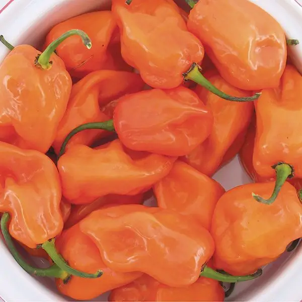 High Quality Fresh Habanero and Green Pepper from Leading SupplierFor Export