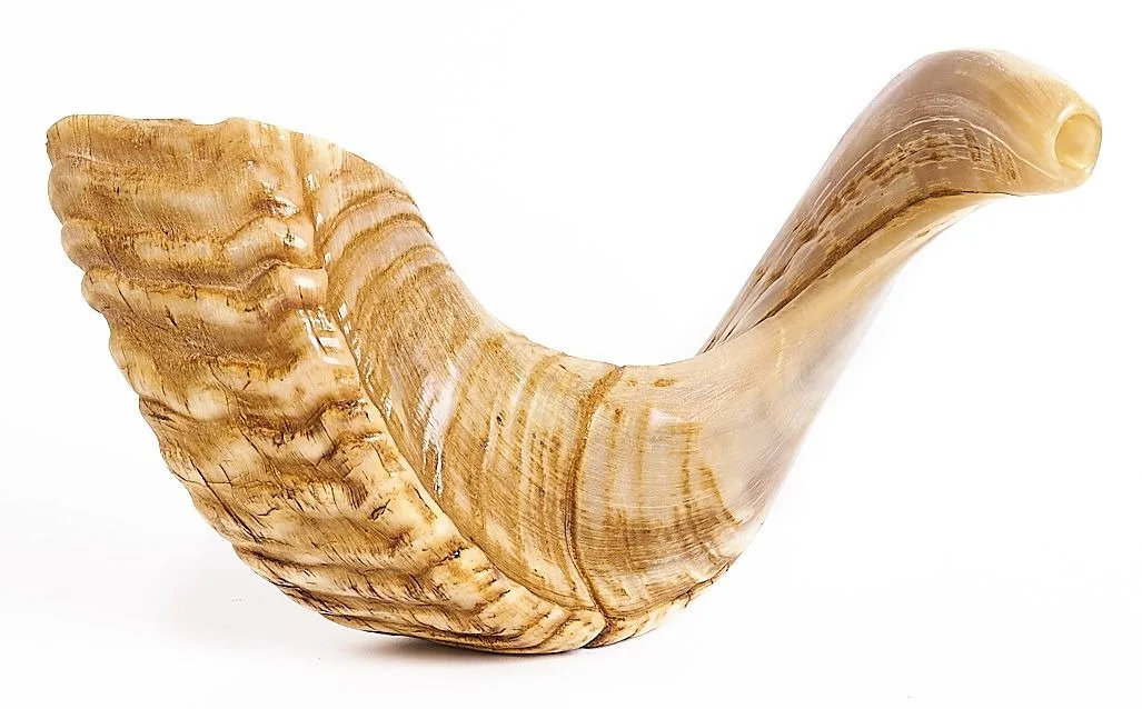 100% Natural Ram Sheep Shofar Horn  Medium Size Odorless, Half Polished  Perfect Jewish Gift for Men & Women  Musical Instrument