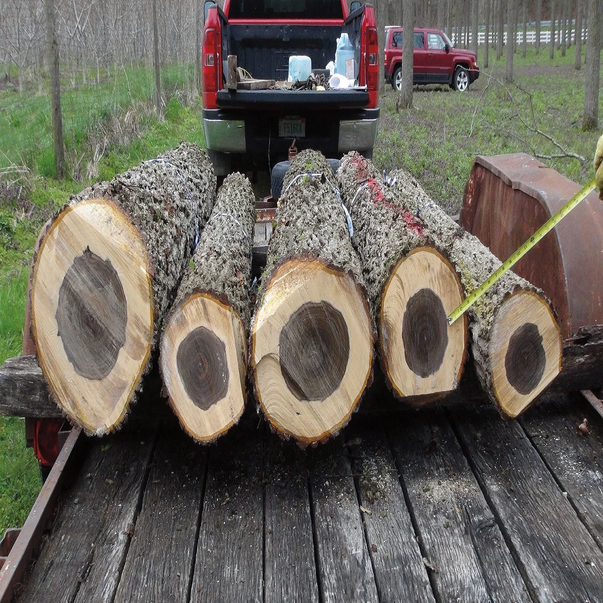 Buy Canada High Quality Walnut Wood Log