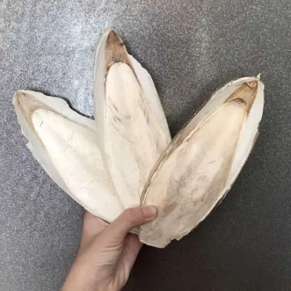 Cuttlefish Bone/ Endoconcha Sepiae/ Samundar Jhag