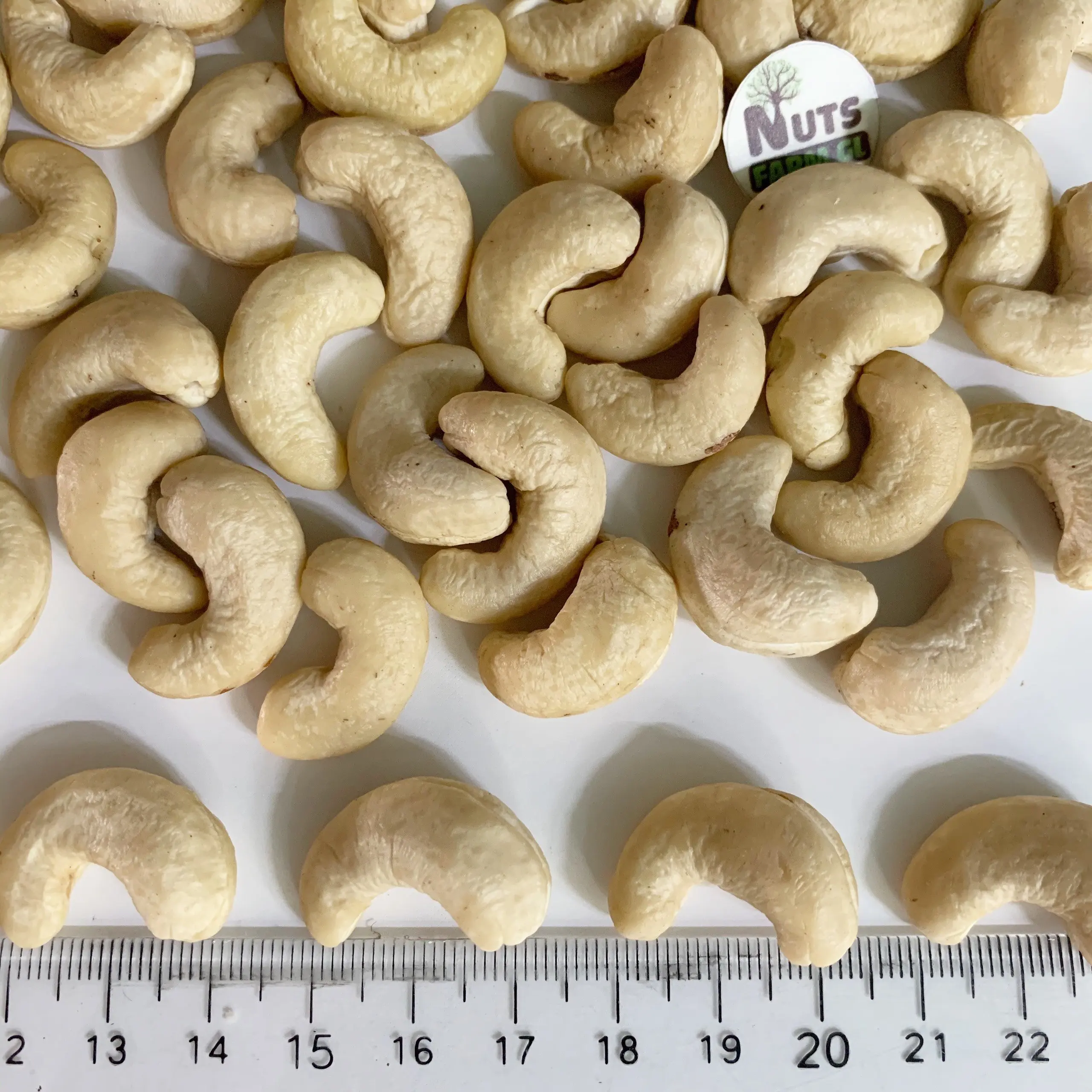 PRODUCT FOR EXPORT - VIETNAM CASHEW NUTS HIGH QUALITY GOOD PRICE W240,W320, WS, LP, SP...OF DHFVN MANUFACTURE