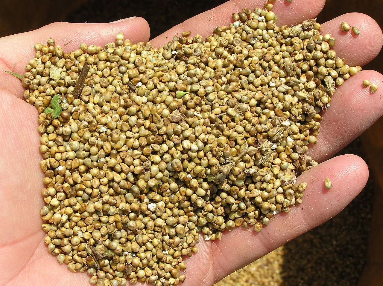 pearl millets brown millets 100% Pure and Natural Grain  Harvested Roasted  Pearl Millet for Bulk Purchase