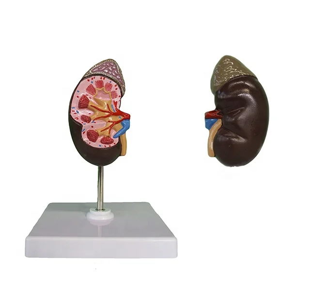 YA/U022C 3D Мини почки с надпочечной железной структурой пластиковая