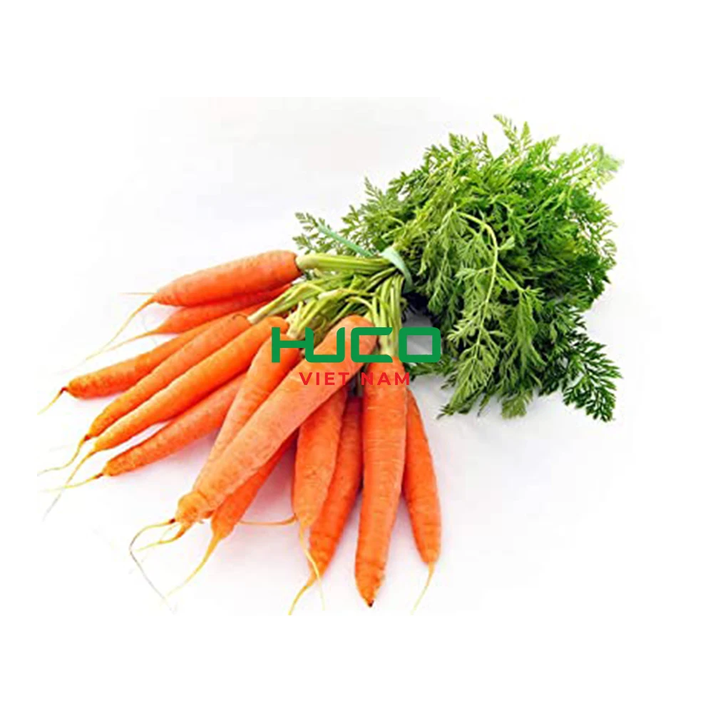High Quality Fresh Vegetables Common Cultivation orange Natural sweet Fresh Carrot