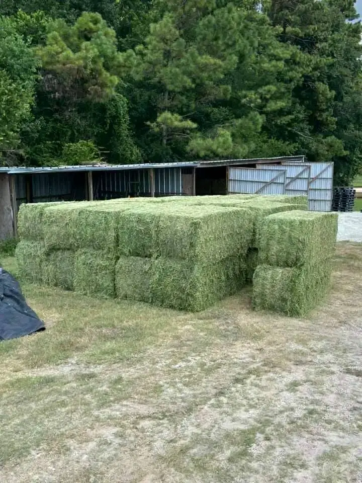 Alfalfa Hay/Timothy Hay and Other Hay Types For Animal feed