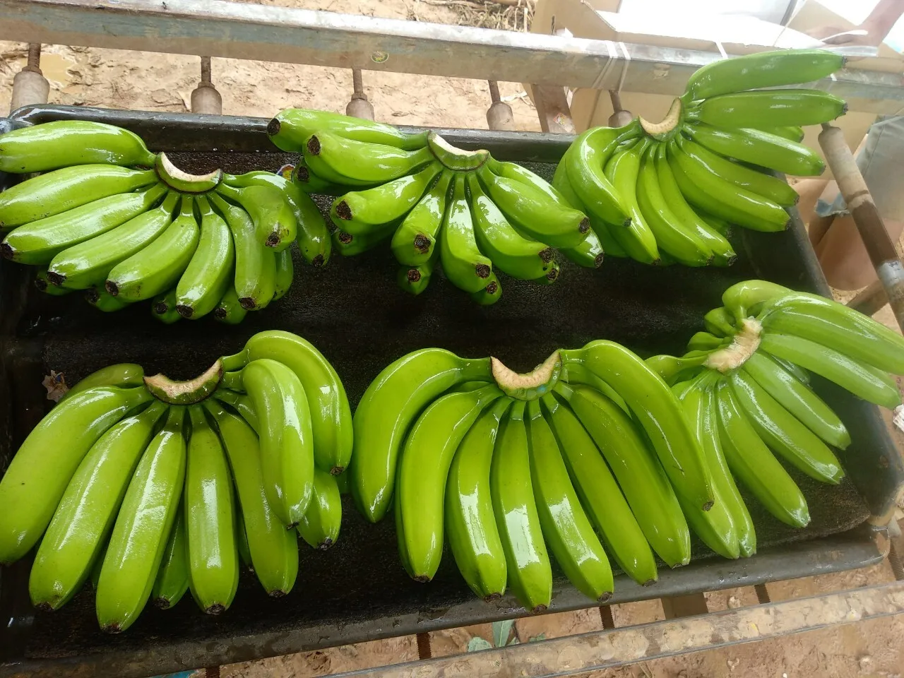 CANVEDISH BANANA VIETNAM- Fresh Banana with best quotation / Vietnam Agriculture Food CO., LTD