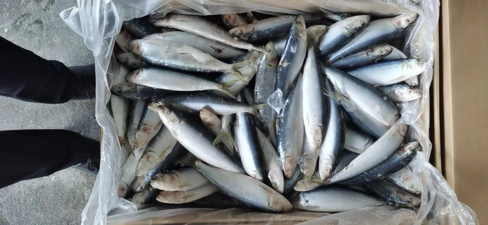 Оптовая продажа натуральные 70-80 шт. замороженные морепродукты рыба рыбалка Сардина