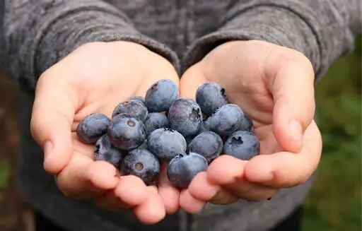 Fresh Blueberry from Japan