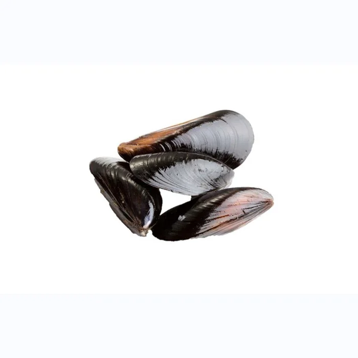 Low price seafood shellfish frozen half shell mussel