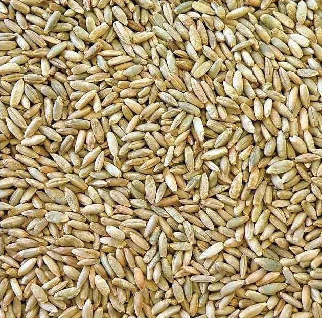 Зерна ржавы