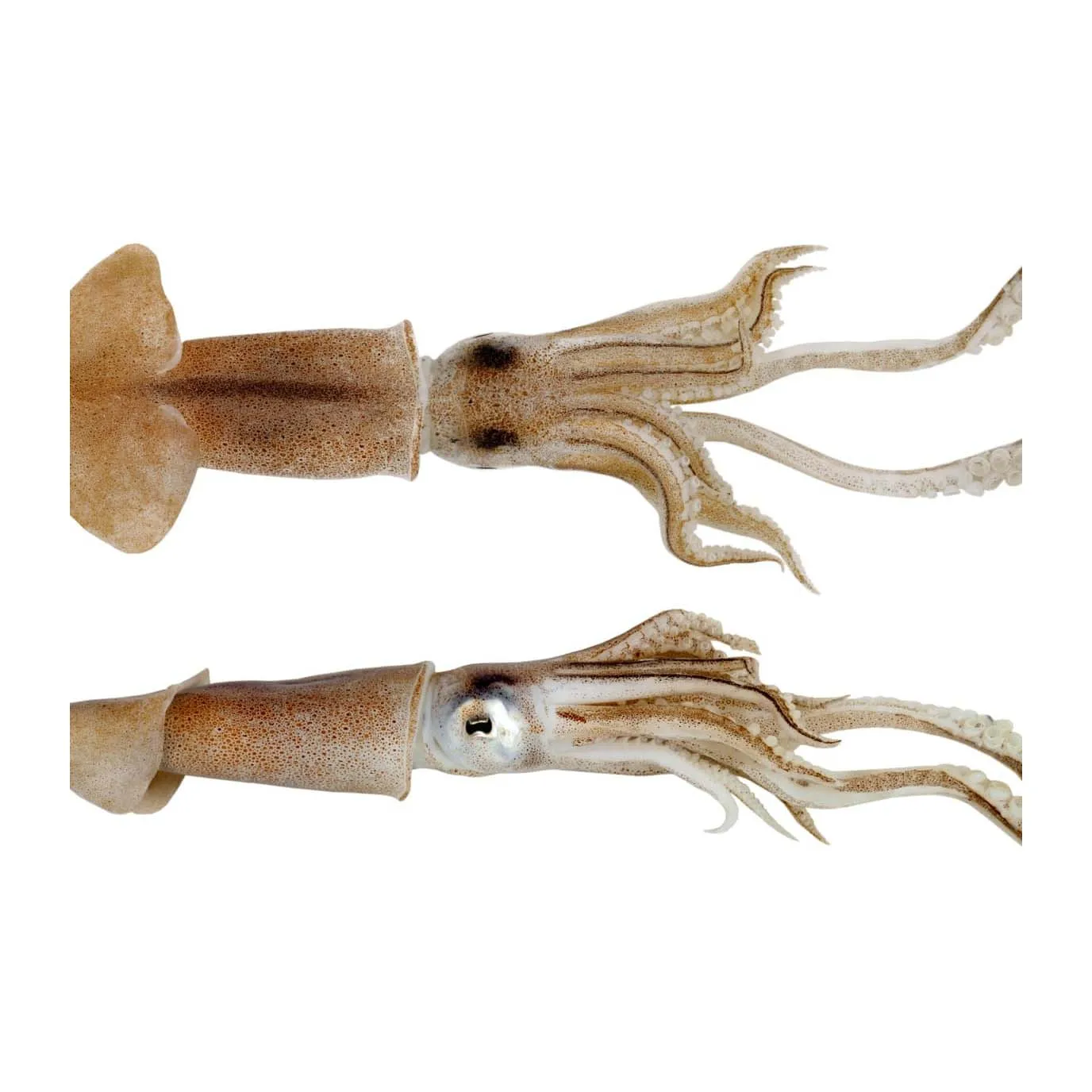 Loligo Squid Squid Steak Chinese Snacks with Box Packaging OEM Factory