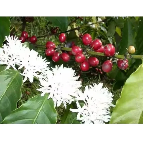 Green Coffee Beans New Product Agriculture Robusta Coffee Beans from VIETNAM