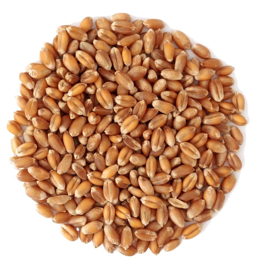 Wheat Grain from Russia Max Soft Bag  Style Packing COLOR Brown Natural Origin Type Milling Dried Protein Product Place