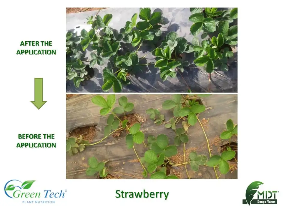 Green Tech International Products -Green Tech Wonderful - Liquid  Amino Acid / Liquid fertilizer / Liquid organic fertilizer