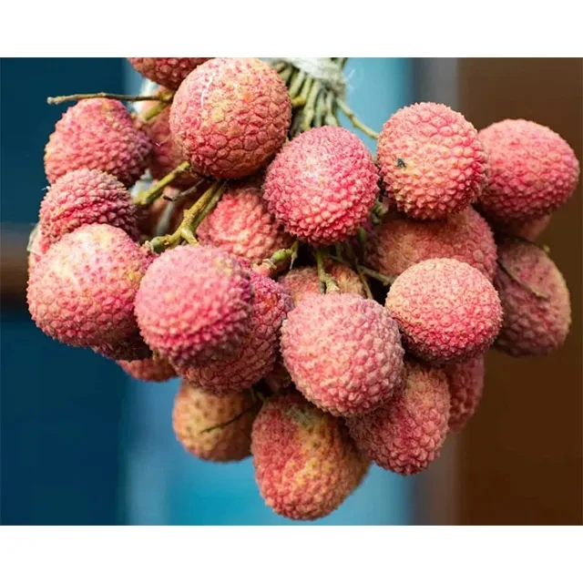 Best Quality Rich Quality Good Taste Fresh Fruit Red Guava For Wholesale Purchase Suppliers Wholesale Products Fresh Guava