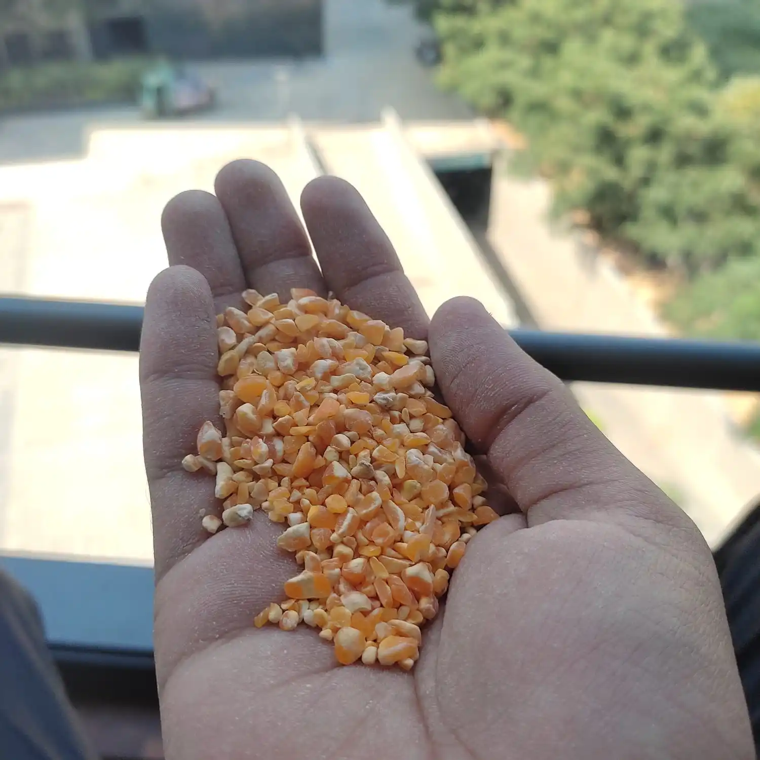 Indian Yellow Broken Maize From Indian Farming With Food Quality and Price is Very Low For Bird Feed Consumption