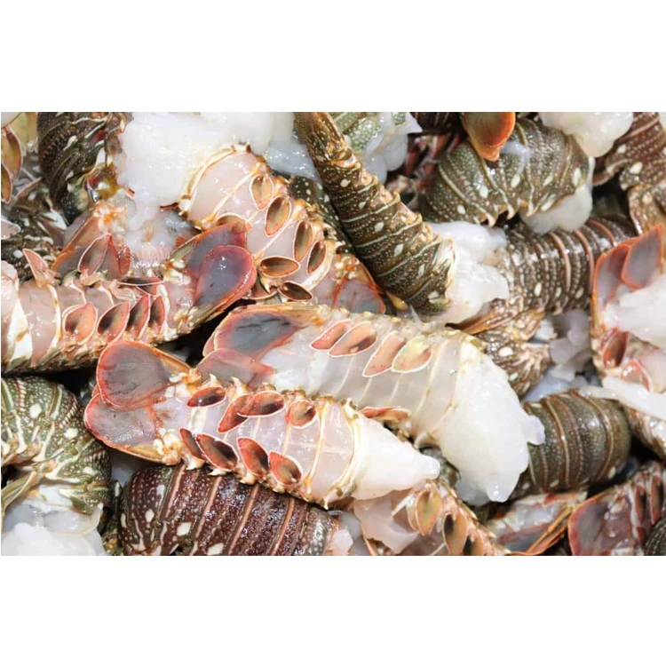Thailand Origin Supplier of Highly Nutritious Seafood Whole Round Cooked Frozen Spiny Lobster at Reliable Market Price