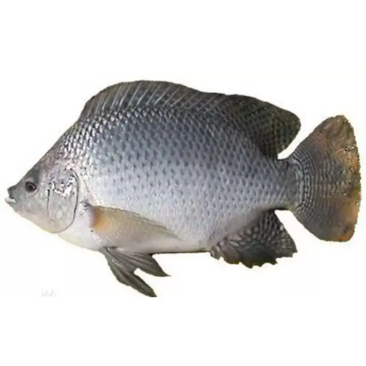 Fresh Frozen Red Tilapia Fish