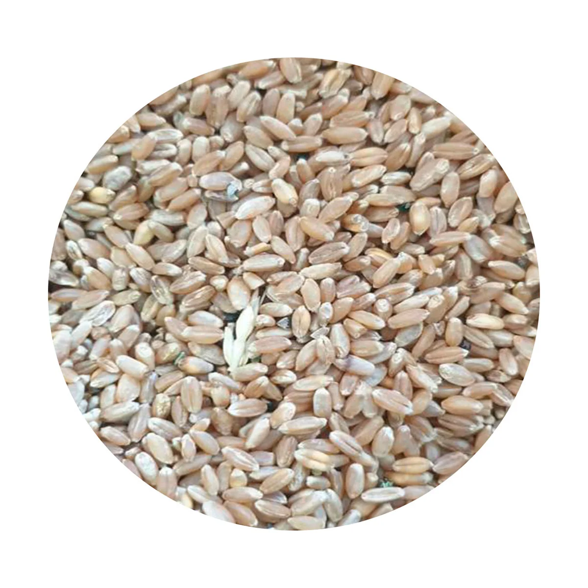 Wheat grain wholesale from ecological region 100% natural soft wheat grain