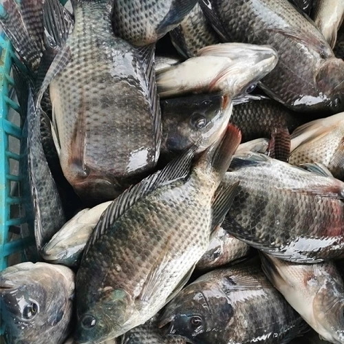 Frozen tilapia fish for sale in bulk with customized packing we sell at very low prices all over the world