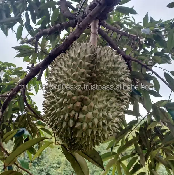 Durians Monthong  Best Seller