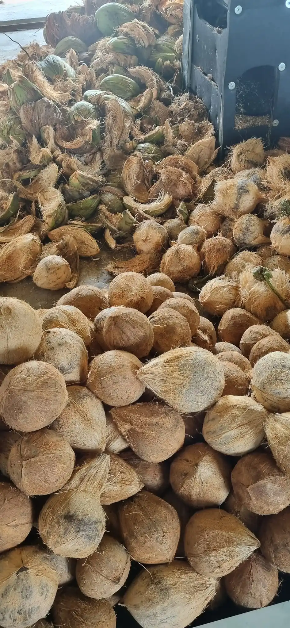 MATURED COCONUT/ SEMI HUSKED COCONUT/ HUSKED COCONUT from Vietnam supplier Reasonable Price - Good quality 2024/ DC