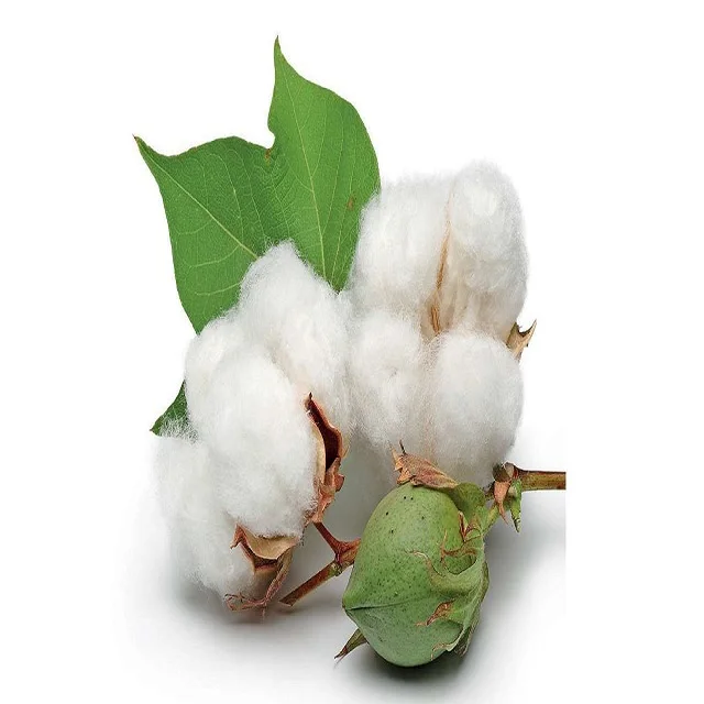 Organic Raw Cotton Raw White Bales Yarn Organic Raw Cotton Fabric Bales 100% Cotton Kapok Fiber For Textile