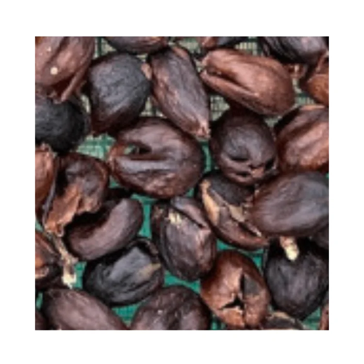 Cascara Tea Coffee Cherry Tea Coffee Gaia Cafe Cascara Arabica Catimor Coffee Cherries Natural Beauty And Richness Tea