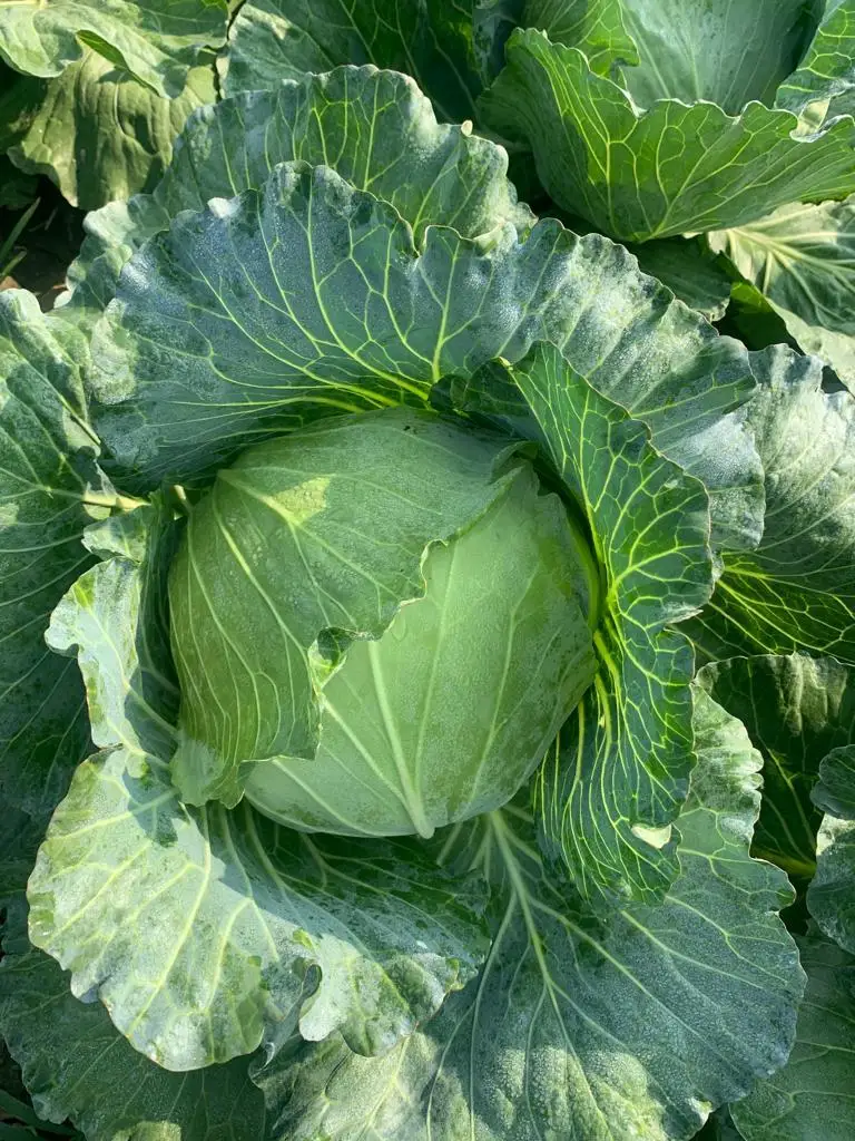 Fresh Cabbage 2023 new crop sakata With Customized Logo and Packing  Best Selling price  Export Standard vietnam