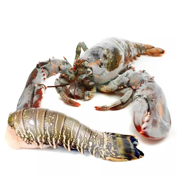 Wholesale Live Lobsters Frozen Lobster Tails / Live Lobster For Sale Lobster Tails Wholesale / Live Lobster Price