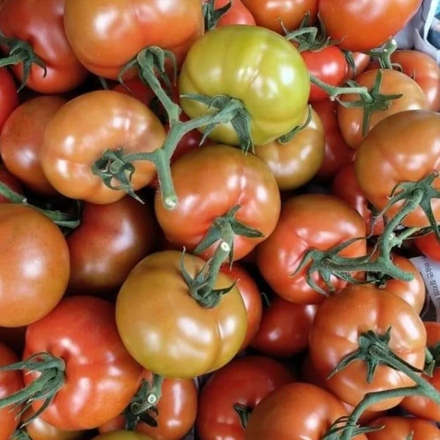 Fresh tomatoes organic Vietnam trading manufacturer Lam Dong land high quality vitamin export standard Vegetable