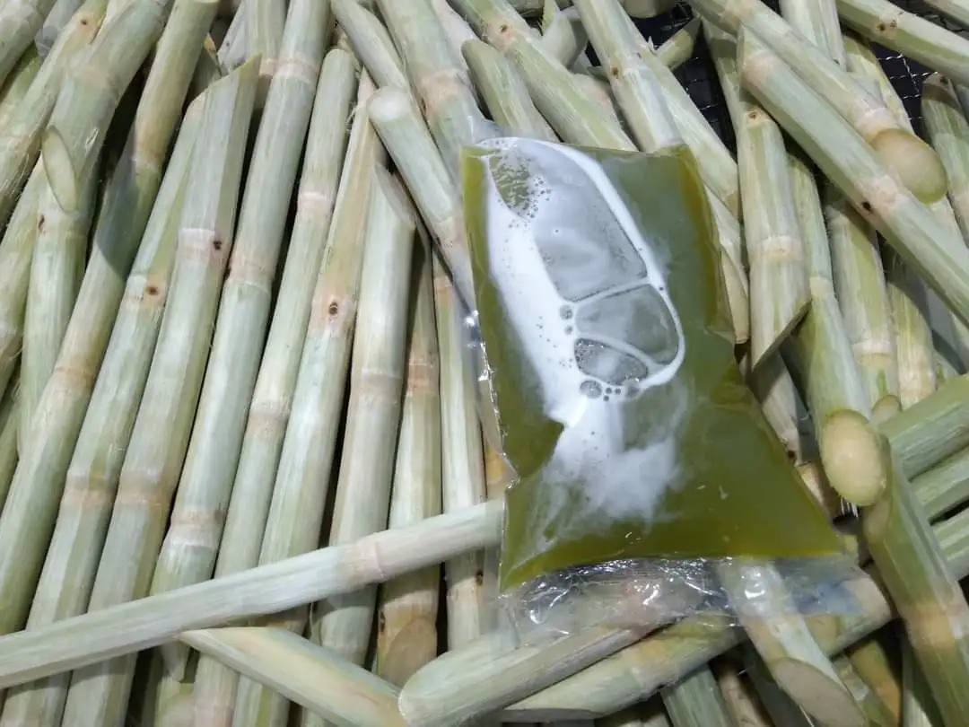 Premium Quality Sugar Cane Stick/ Frozen Sugar Cane Juice Origin in Vietnam with Competitive Price for Buyer
