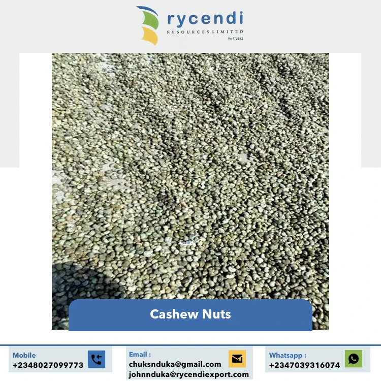 Export Quality Best Selling Premium Quality Original Flavor Good Taste Raw Dried Cashew Nuts at Reasonable Price