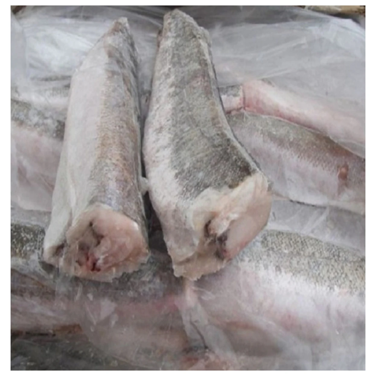 Premium Quality Fresh Frozen Hake Whole Fish and Hake Fillet Product