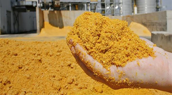 Maize  DDGS   Distillers Dried Grains with Solubles (Animal Feed)