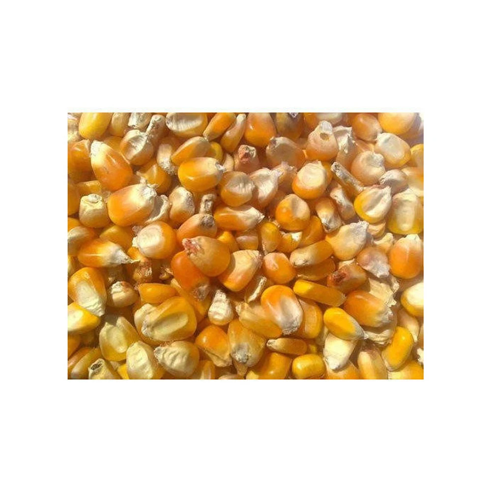 Best selling high on demand standard quality dried yellow corn at 100% wholesale exporter from Philippines