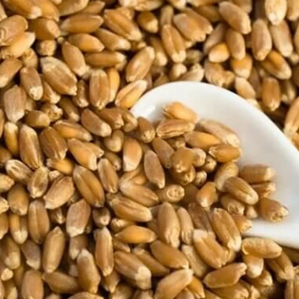 Durum Wheat Hard Grain Whole Sale Prices Cheap Price Wholesale Organic for in Bulk
