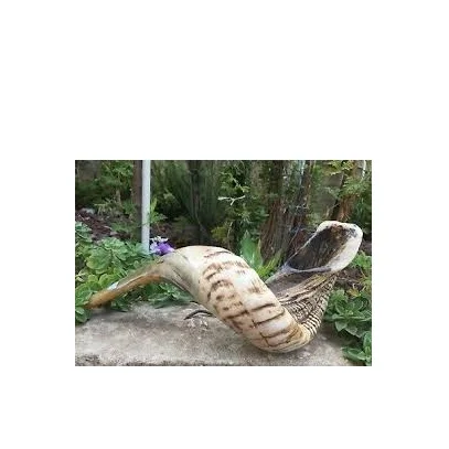 Classic Sheep Holder Shofar and Goat Horn Polished Lamb Customized Size Ram Horn Shofar Exciting Best Selling