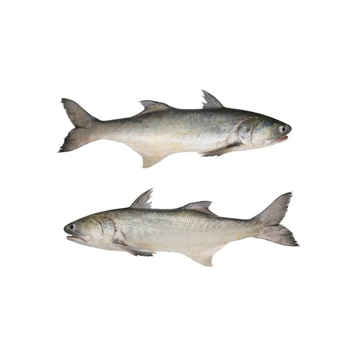 Salmon Fish Frozen Fresh Salmon Fish for sale with good quality
