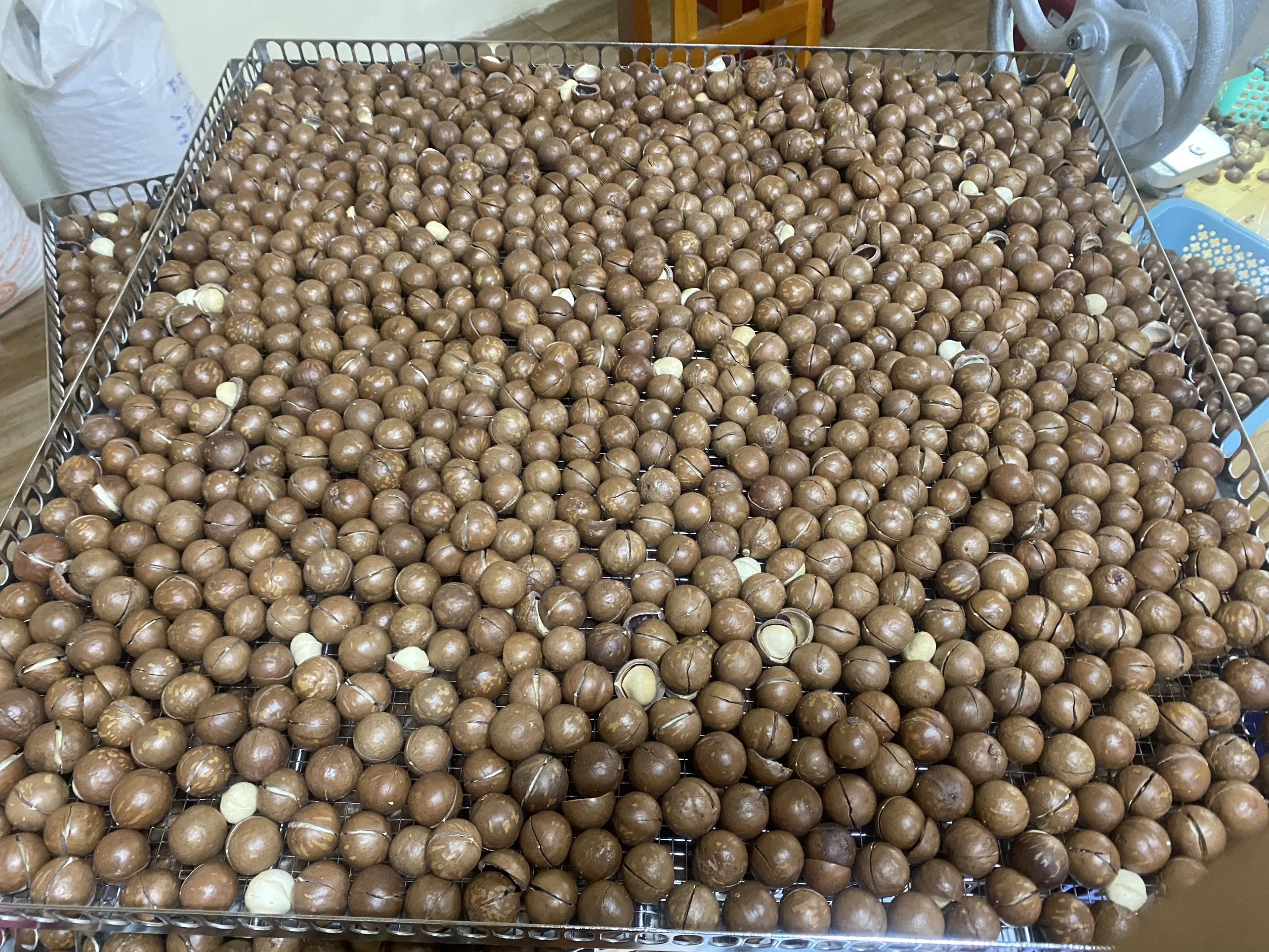 Top Grade Roasted Macadamia Nuts Good Quality Salted in Shell Whole 22-25 mm Origin
