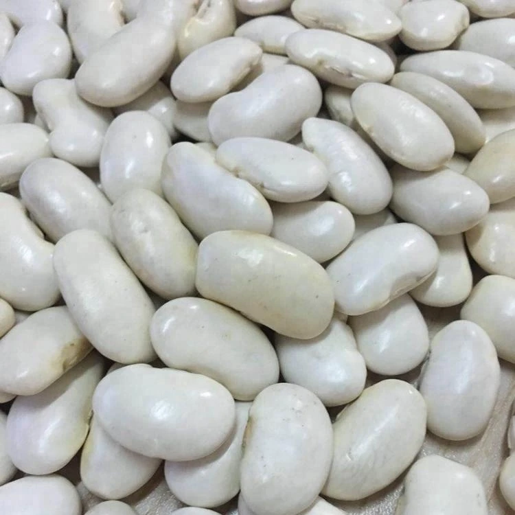 Organic white kidney beans for sale white kidney beans available  white beans for wholesale
