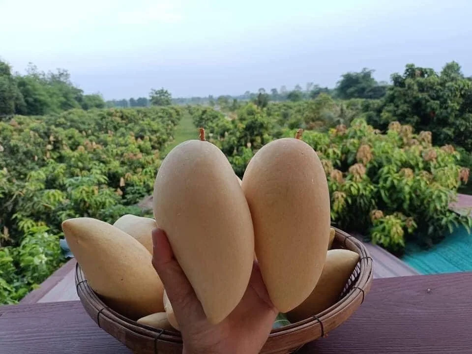 Premium Fresh Mango From Thailand  100% Natural Premium Grade of Fresh Mango with Best Taste