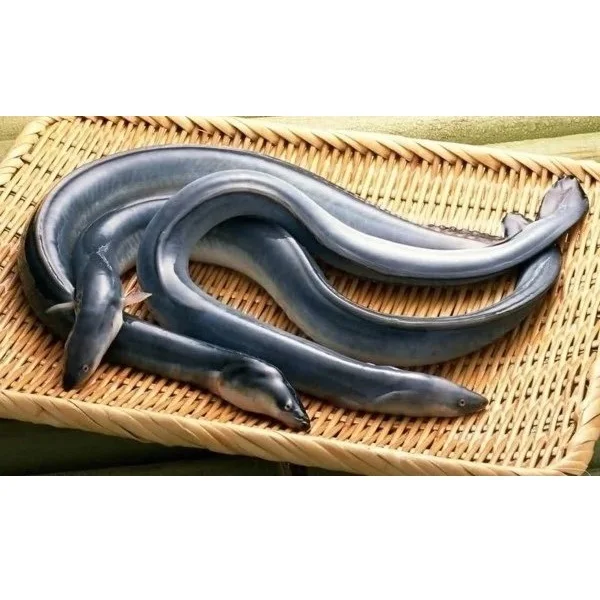 Ready To Ship Japanese Eel Food Cooking Vacuum Pack Block Organic Vitamins Nature Frozen Seafood From Vietnam