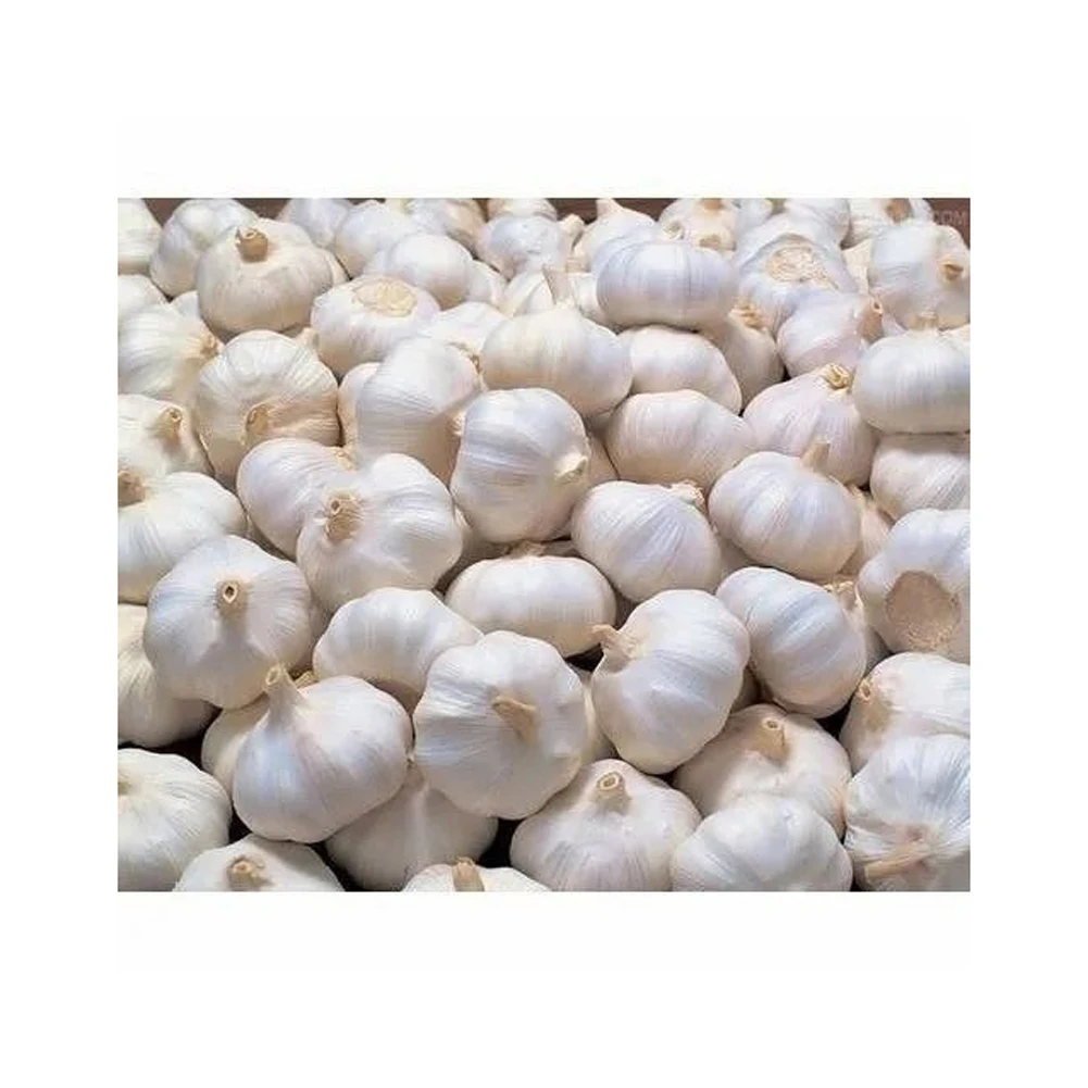 Fresh Pure White Normal White Purple White garlic supplier