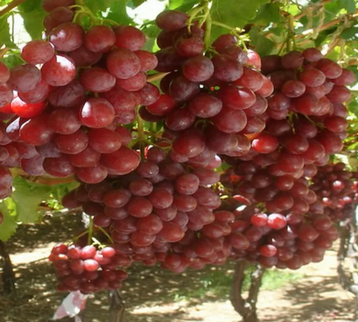 Ready For the New Egyptian Grapes Crop Premium Quality with cheap Price Natural Healthy fruits