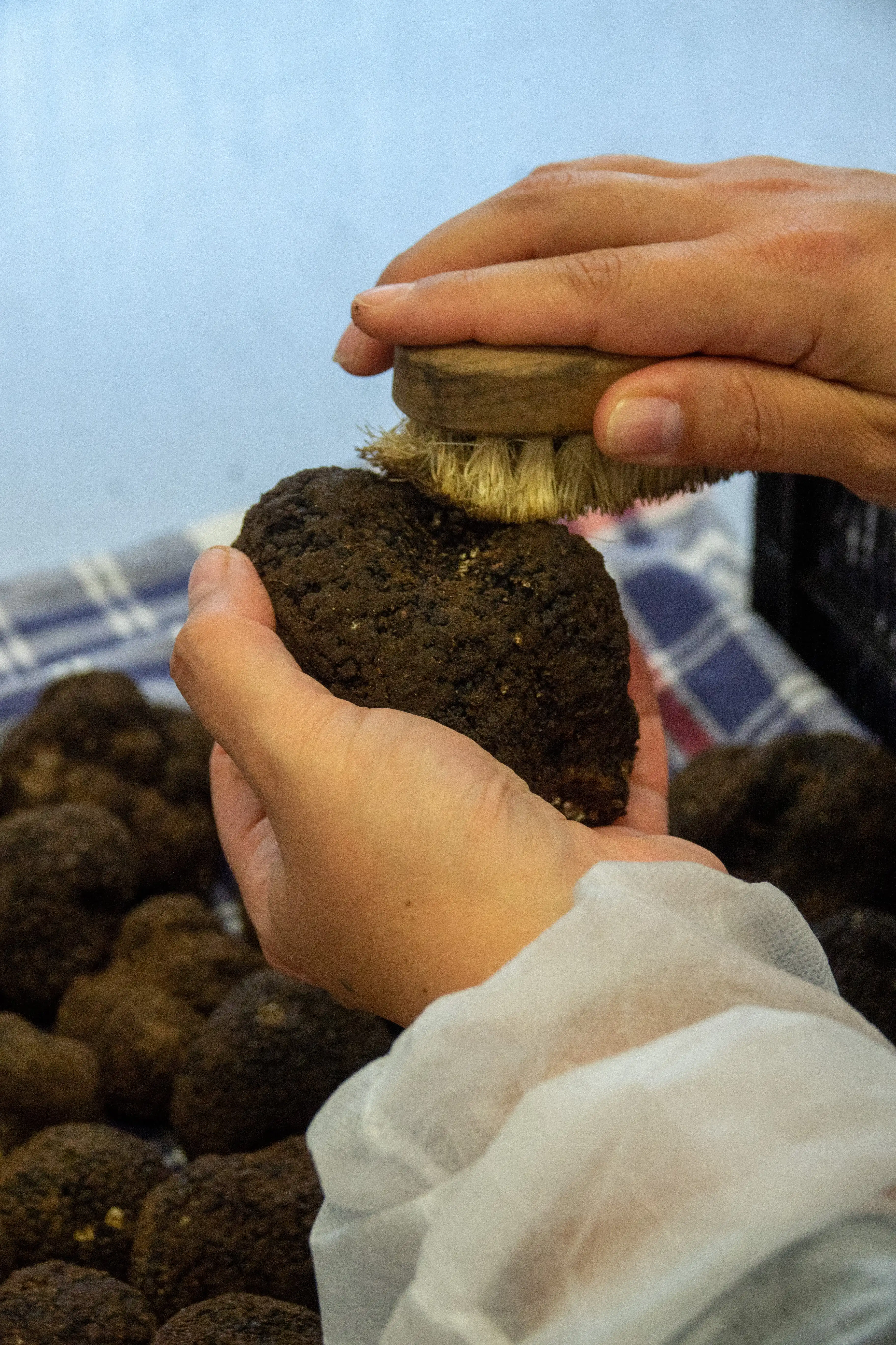 Luxury Natural Black Truffle Olive Oil 500 ml Bottle with Glass Packaging Made in Italy for Enriching Your Dishes Wholesale