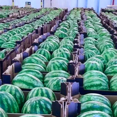 Свежий красный арбуз класса 1 для экспорта | V.A.F Вьетнам сельскохозяйственная пищевая CO., LTD