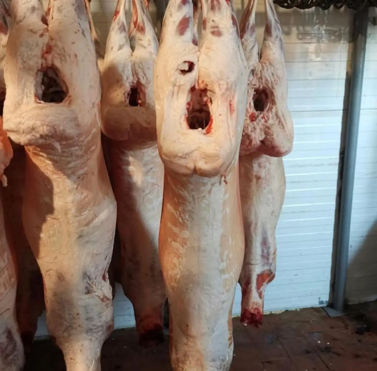 Cleaned Frozen Lamb Tail Fat Lamb Tail Fat for sale  Frozen Lamb Tail Fat  Halal Lamb Tail Fat